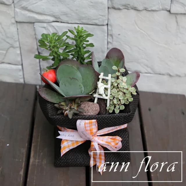 【ann flora】禮袋多肉盆栽組合(三款以上多肉植物)
