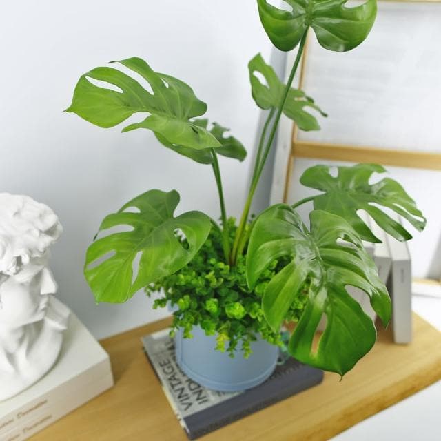 【HUGO DECO 榆果傢飾】電信葉/龜背葉植栽(擬真植栽/大葉植物/居家佈置/節慶送禮)