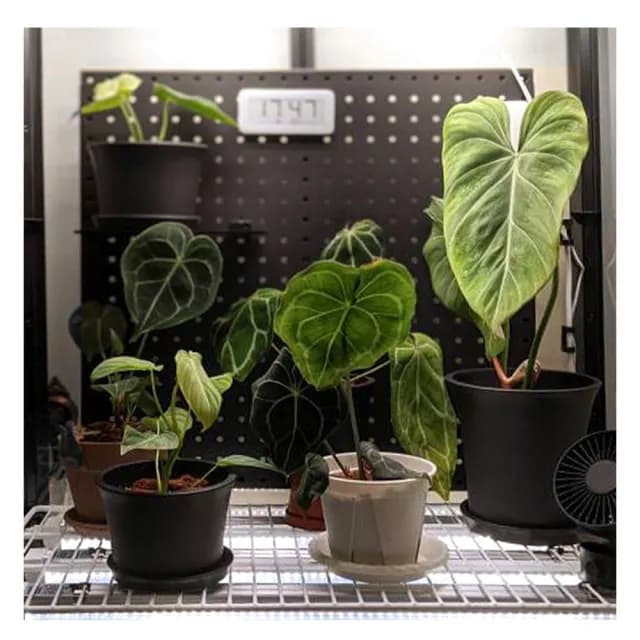 【撥撥的架子】文青款 牆面植物陳列架 洞洞板 園藝盆栽置物架(洞洞板組合) 