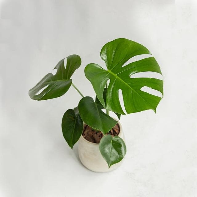 【花意空間】龜背芋植物盆栽(植栽 淨化空氣 開幕送禮)