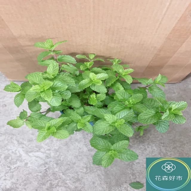 【花森好市】綠薄荷 清箭薄荷 荷蘭薄荷5-6吋(香氣 香草植物 盆栽 薄荷類)