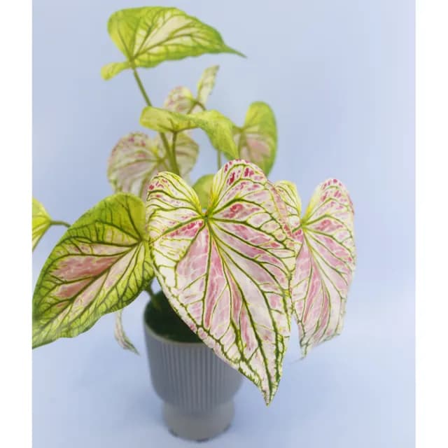 【HUGO DECO 榆果傢飾】高擬真彩芋葉盆栽(仿真植物/觀葉盆栽/人造植物/綠化/佈置)