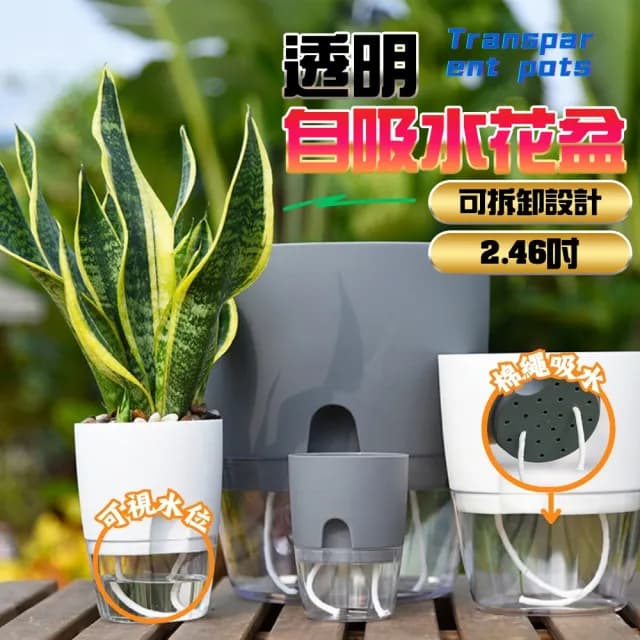 【品屋】透明自吸水花盆2.46吋A703(懶人花盆 自動澆水 吸水花盆 透明花盆 盆栽 植物花盆)