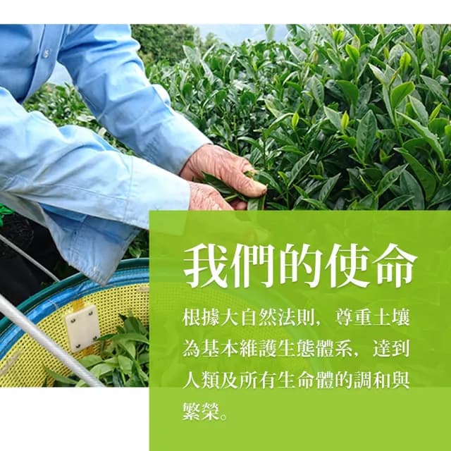 【龍源茶品】杉林溪烏龍高山茶包禮盒3gx30包(高山茶葉/可冷泡茶/附提繩)