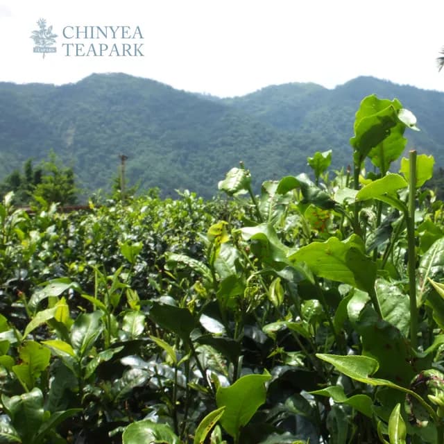 【沁意】南投自然栽培台茶18號!日月潭紅玉紅茶(50g/盒)