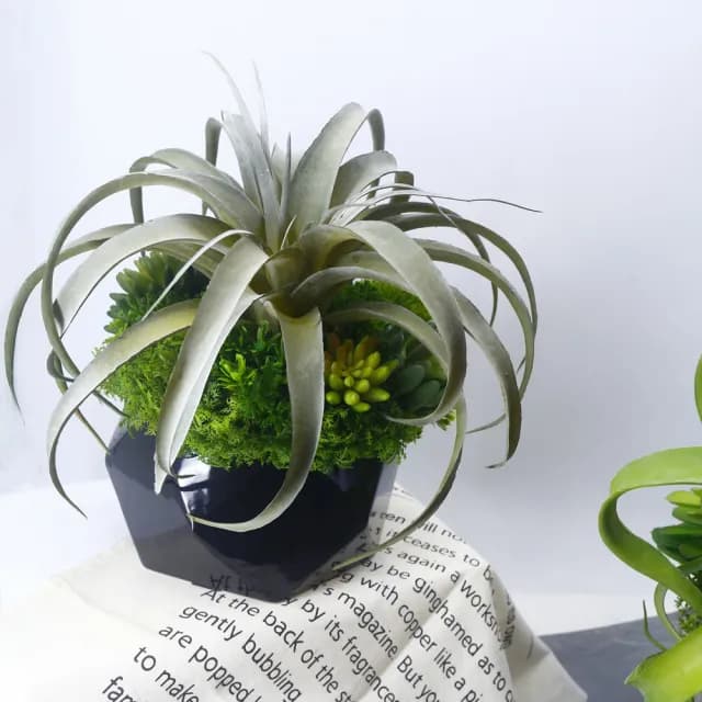 【HUGO DECO 榆果傢飾】灰綠空氣鳳梨多肉植栽(擬真植物/禮物/綠化/永不凋零/佈置/人造植栽)