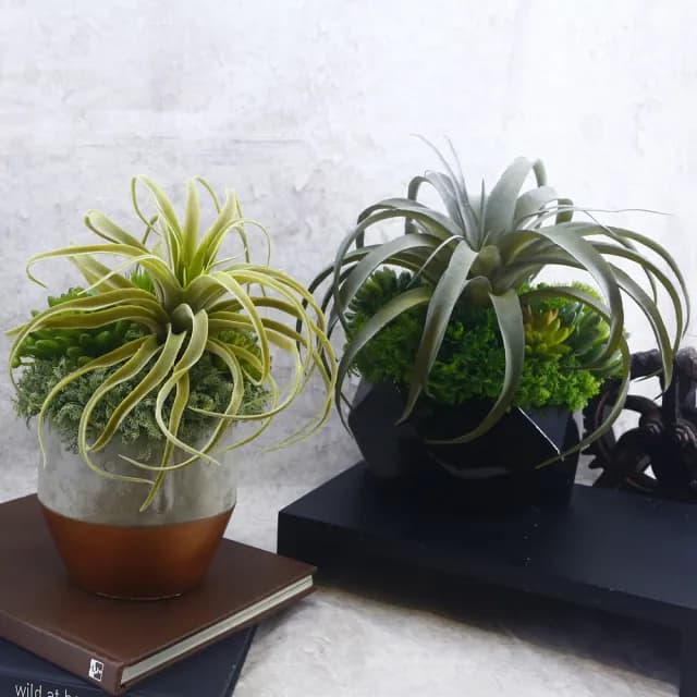 【HUGO DECO 榆果傢飾】灰綠空氣鳳梨多肉植栽(擬真植物/禮物/綠化/永不凋零/佈置/人造植栽)
