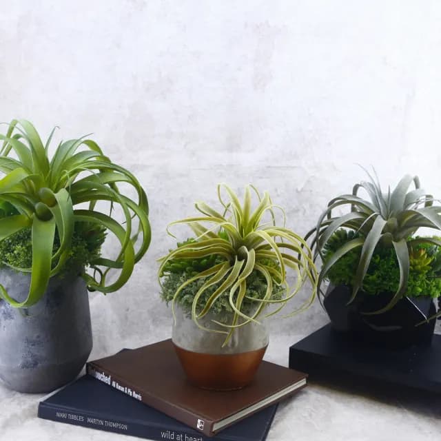【HUGO DECO 榆果傢飾】植毛空氣鳳梨多肉植栽(擬真植物/禮物/綠化/永不凋零/佈置/聖誕節)