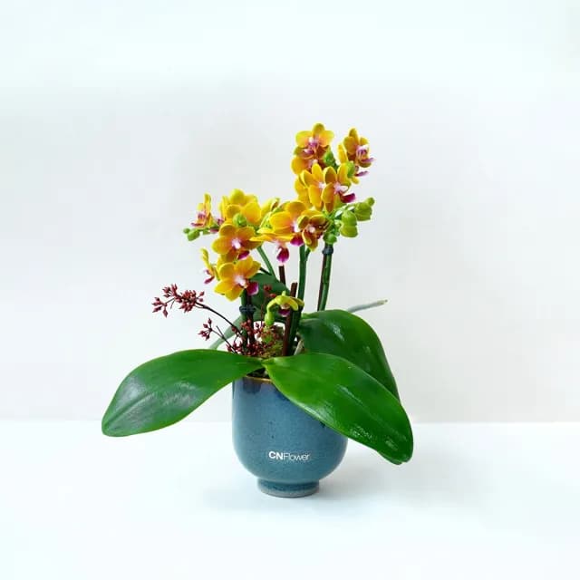 【CNFlower 西恩】蘭花夢 蘭花植栽(送禮/植物/植栽/蘭花/祝賀/居家擺飾/裝飾)