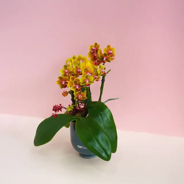 【CNFlower 西恩】蘭花夢 蘭花植栽(送禮/植物/植栽/蘭花/祝賀/居家擺飾/裝飾)