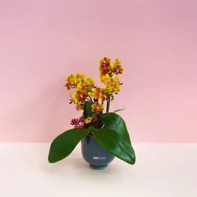 【CNFlower 西恩】蘭花夢 蘭花植栽(送禮/植物/植栽/蘭花/祝賀/居家擺飾/裝飾)