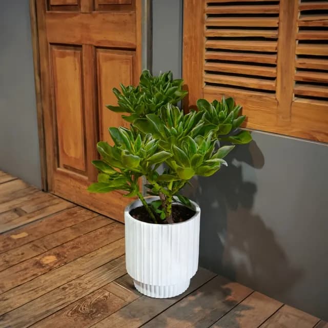 【CNFlower 西恩】白水木 落地植物(送禮/植栽/植物/居家擺飾)