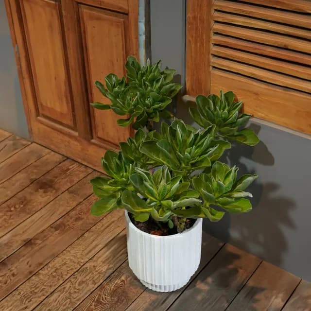 【CNFlower 西恩】白水木 落地植物(送禮/植栽/植物/居家擺飾)