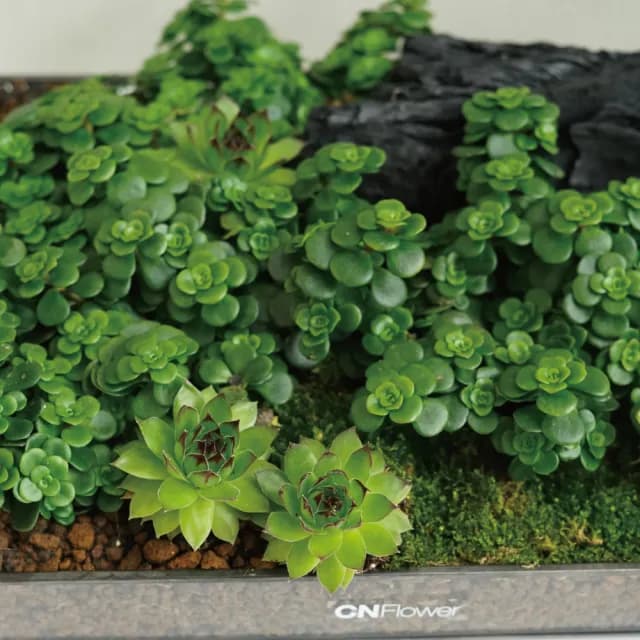 【CNFlower 西恩】森林家宴 多肉植栽(送禮/植栽/植物/觀葉植物/多肉)