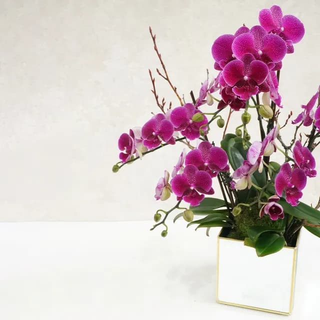 【CNFlower 西恩】映春 桃色蘭花植栽(送禮/植物/植栽/蘭花/祝賀/居家擺飾/裝飾)