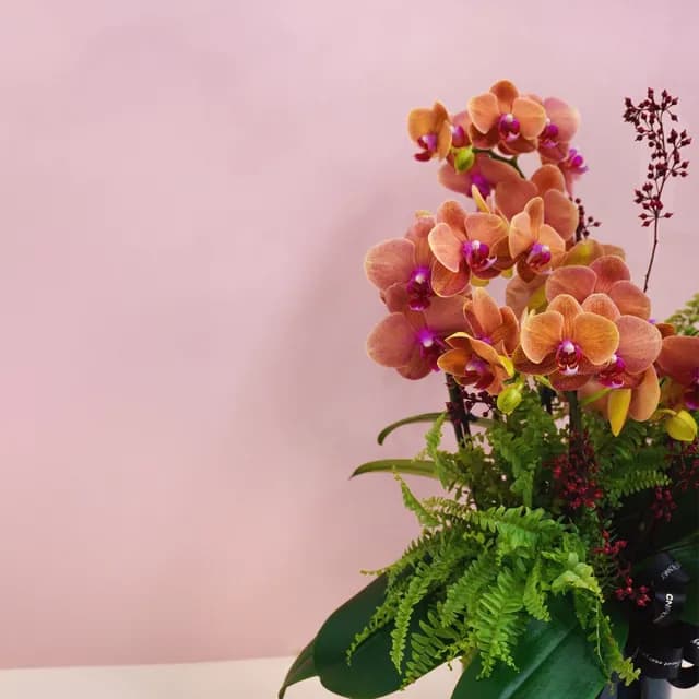 【CNFlower 西恩】庭園蘭夢 蘭花植栽(送禮/植物/植栽/蘭花/祝賀/居家擺飾/裝飾)