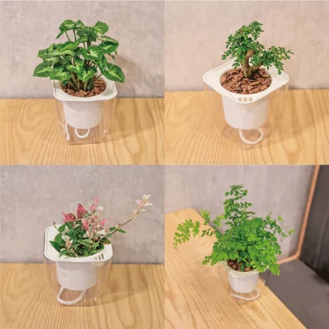 【巧繪網手創館】免澆水盆栽 方形(內植物 觀葉植物 禮物 盆栽 辦公室小物)
