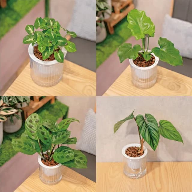 【巧繪網手創館】免澆水盆栽 圓盆(室內植物 觀葉植物 禮物 辦公室小物)
