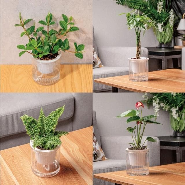 【巧繪網手創館】免澆水盆栽 圓盆(室內植物 觀葉植物 禮物 辦公室小物)