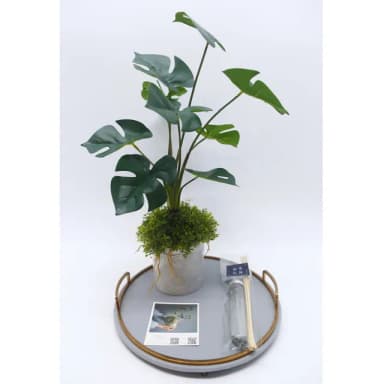 【HUGO DECO 榆果傢飾】擬真龜背芋 電信蘭香氛植栽 高款(擬真植物/人造盆栽/綠化/佈置/禮物)