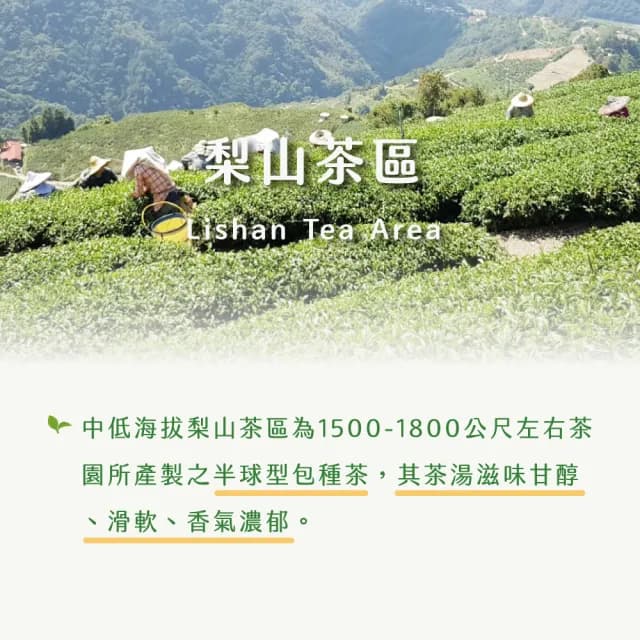 【茶曉得】特等老饕級梨山烏龍茶葉(150gx6包-1.5斤 春茶)