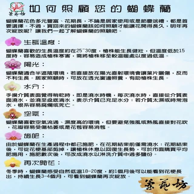 【蘭藝坊】蝴蝶蘭療癒中蛋造型盆栽(蝴蝶蘭)