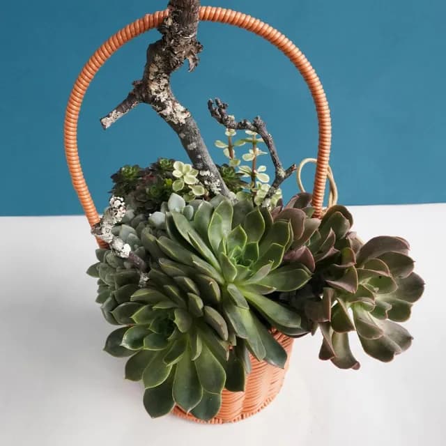 【CNFlower 西恩】多肉夏夢(植栽/植物/居家佈置)