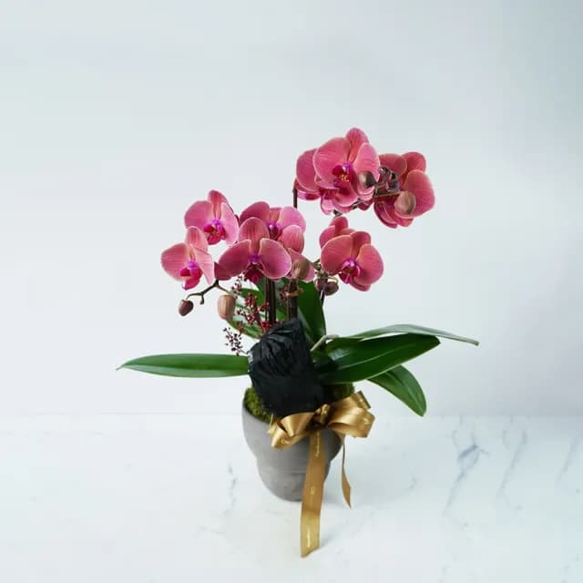 【CNFlower 西恩】水墨花饗 蘭花(植栽/植物/居家佈置)