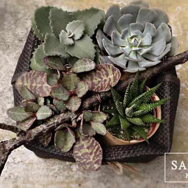 【Santa Ana】盆栽小禮袋(多肉植物的組合)