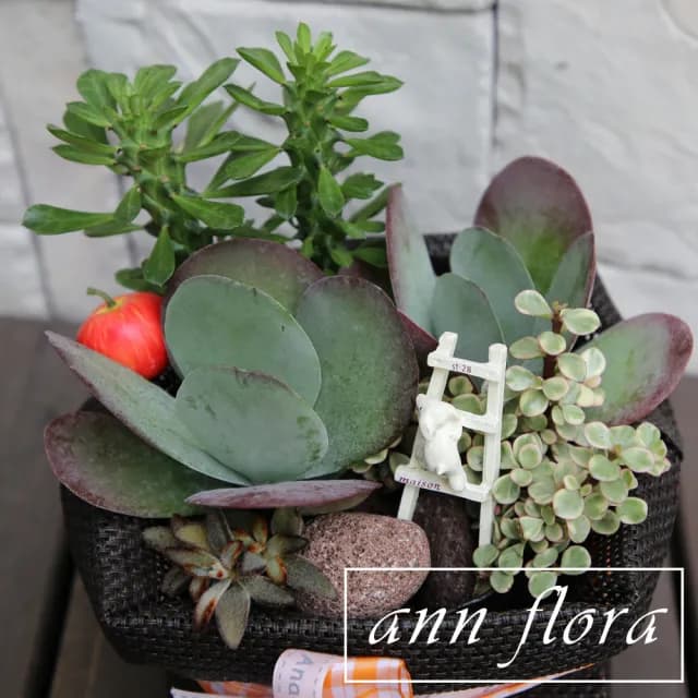 【ann flora】禮袋多肉盆栽組合(三款以上多肉植物)