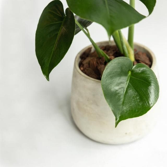 【花意空間】龜背芋植物盆栽(植栽 淨化空氣 開幕送禮)