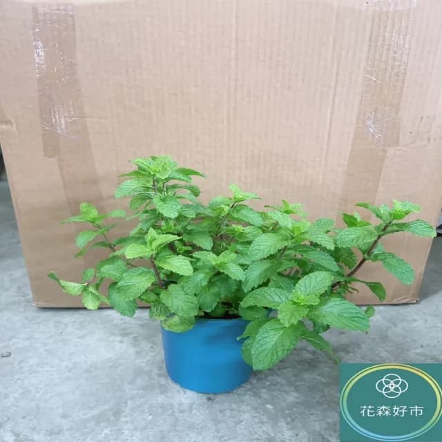 【花森好市】綠薄荷 清箭薄荷 荷蘭薄荷5-6吋(香氣 香草植物 盆栽 薄荷類)