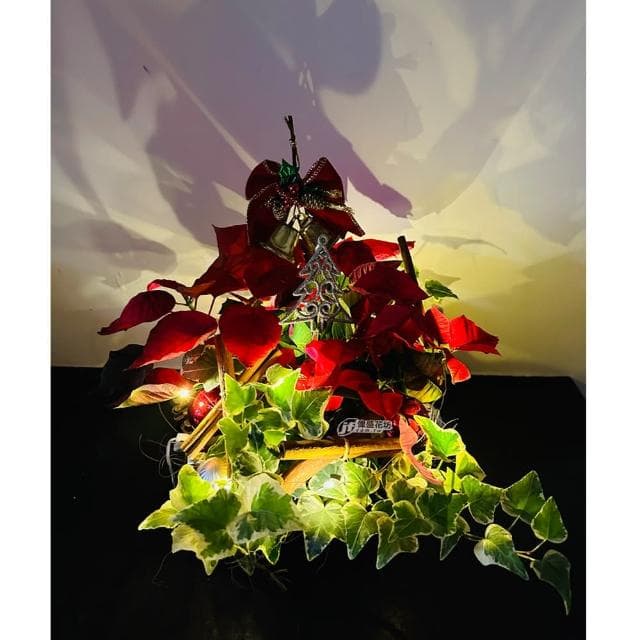 【偉盛花坊】聖誕紅組合(節慶、送禮、朋友、布置)