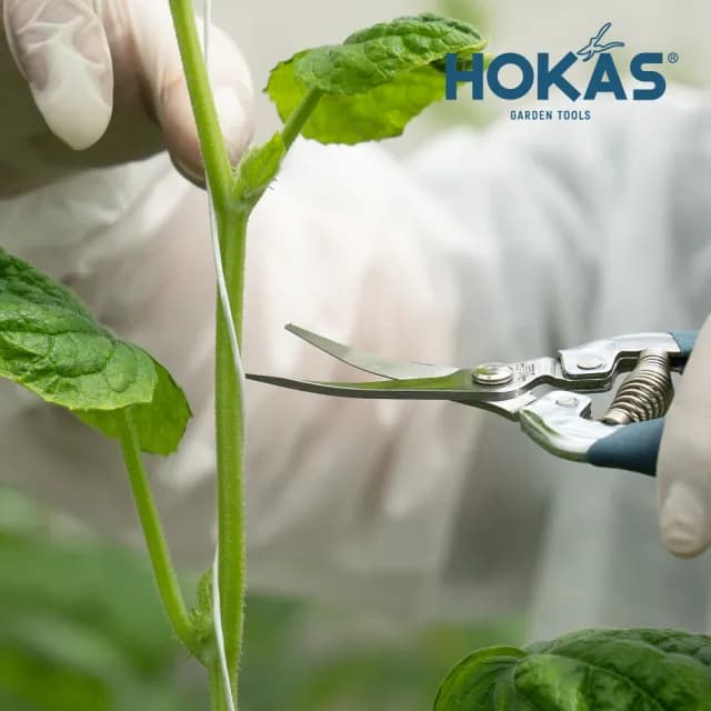 【HOKAS】長曲刃芽切剪(台灣製 適用觀葉植物 園藝盆栽 摘果 切花 S518)
