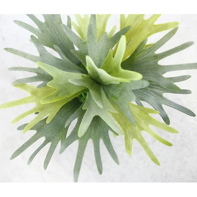 【HUGO DECO 榆果傢飾】高擬真鹿角蕨盆栽(擬真植物/禮物/綠化/永不凋零/佈置/蕨類)