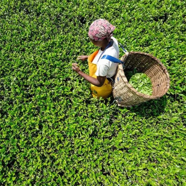 【Williamson Tea】英國威廉森茶-英式早餐茶(原葉罐系列)