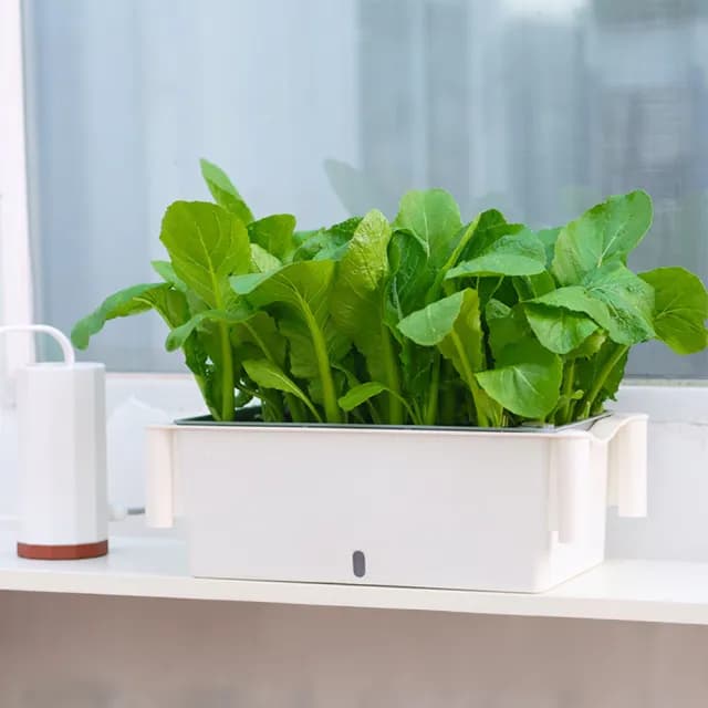 【品屋】單層種菜盆-無輪子(種植盆 花盆 栽培盆 植物盆 養菜盆 蔬菜盆栽)