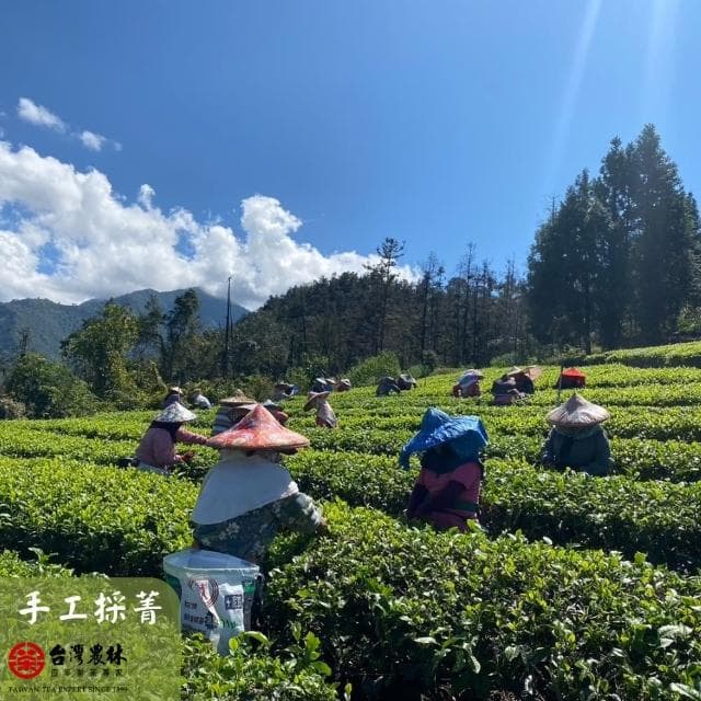 【台灣農林】官方直營 尚品紅玉紅茶台茶18號 日月老茶廠(天然製材茶包2.2gx25入/盒)