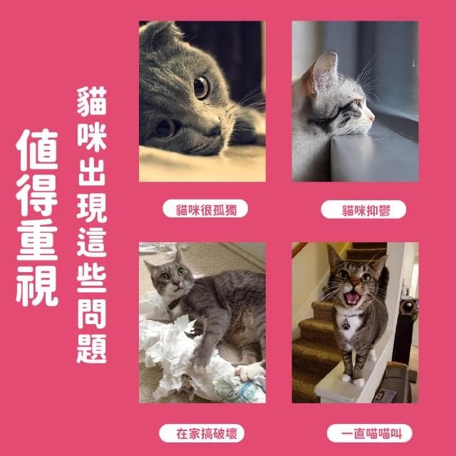 【寶貝毛孩】甜蜜蜜毛絨月餅發聲玩具(耐咬 拔河 響聲玩偶 逗貓棒 娃娃 玩具球 狗狗 貓咪 禮物 中秋節)