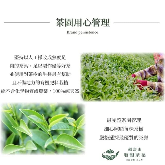 【順韻茶葉】梨山精選高冷茶75g/包(無汙染水源灌溉的頂級茗茶香氣豐厚)
