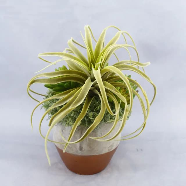 【HUGO DECO 榆果傢飾】植毛空氣鳳梨多肉植栽(擬真植物/禮物/綠化/永不凋零/佈置/聖誕節)