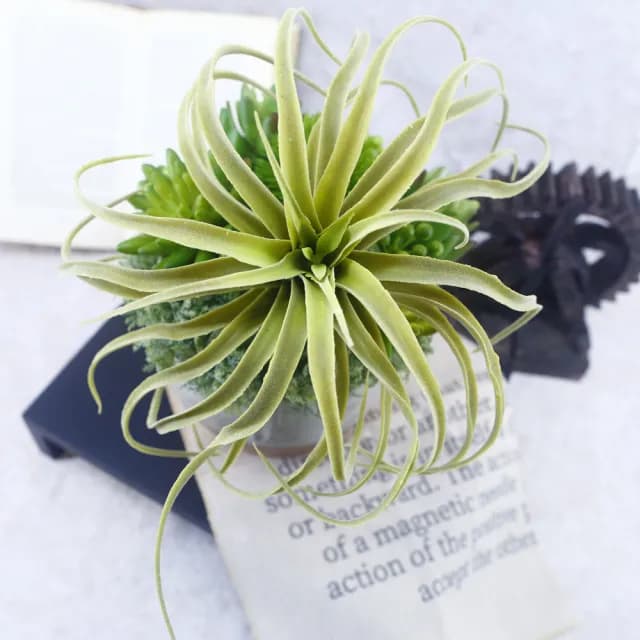 【HUGO DECO 榆果傢飾】植毛空氣鳳梨多肉植栽(擬真植物/禮物/綠化/永不凋零/佈置/聖誕節)