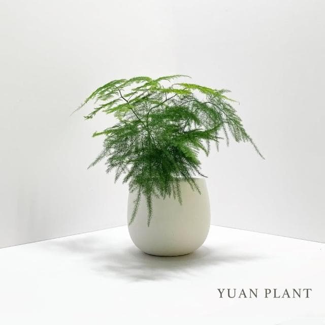 【原植】文竹(送禮 室內 植物 植栽)