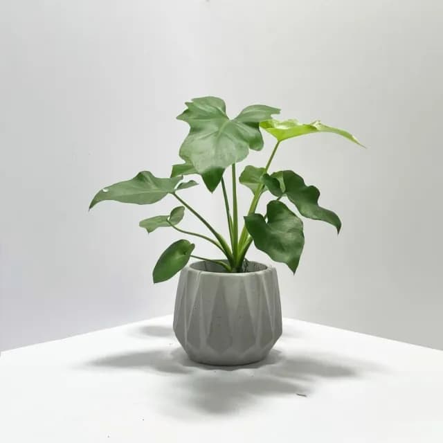 【原植】小天使蔓綠絨(送禮 室內 植物 植栽)