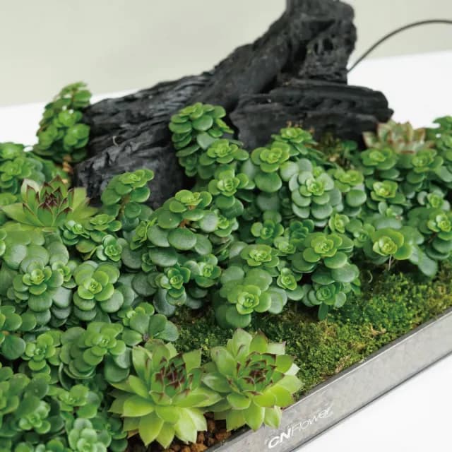 【CNFlower 西恩】森林家宴 多肉植栽(送禮/植栽/植物/觀葉植物/多肉)