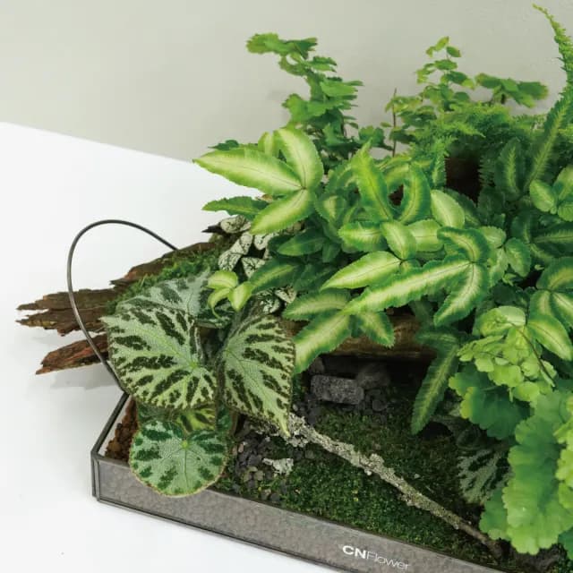 【CNFlower 西恩】森林家宴 觀葉植物 植栽(送禮/植栽/植物/觀葉植物/多肉/蕨類)