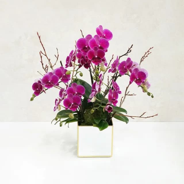 【CNFlower 西恩】映春 桃色蘭花植栽(送禮/植物/植栽/蘭花/祝賀/居家擺飾/裝飾)