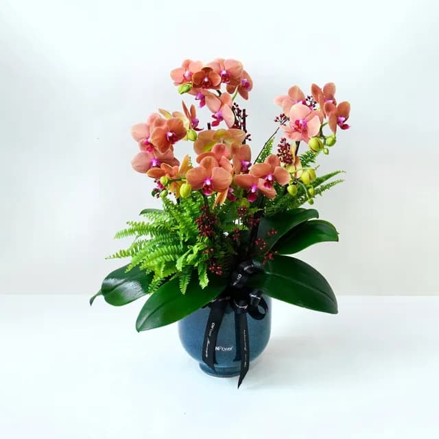 【CNFlower 西恩】庭園蘭夢 蘭花植栽(送禮/植物/植栽/蘭花/祝賀/居家擺飾/裝飾)