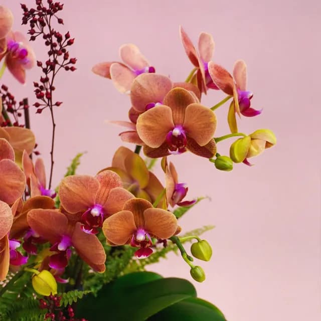 【CNFlower 西恩】庭園蘭夢 蘭花植栽(送禮/植物/植栽/蘭花/祝賀/居家擺飾/裝飾)