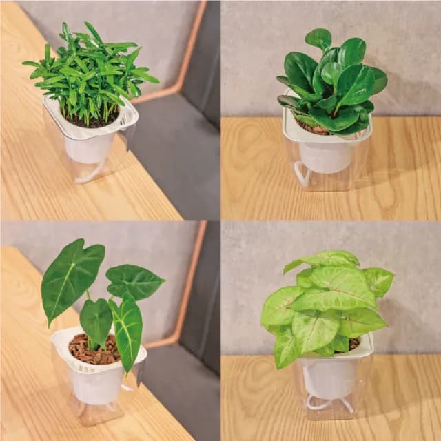 【巧繪網手創館】免澆水盆栽 方形(內植物 觀葉植物 禮物 盆栽 辦公室小物)